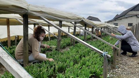 Sur www.muguet-solidarite.com , un appel est lancé à la solidarité, pour envoyer du bonheur aux résidents et personnels des Ehpads de Pyrénées-Atlantiques et Haute-Garonne. ©Lamothe